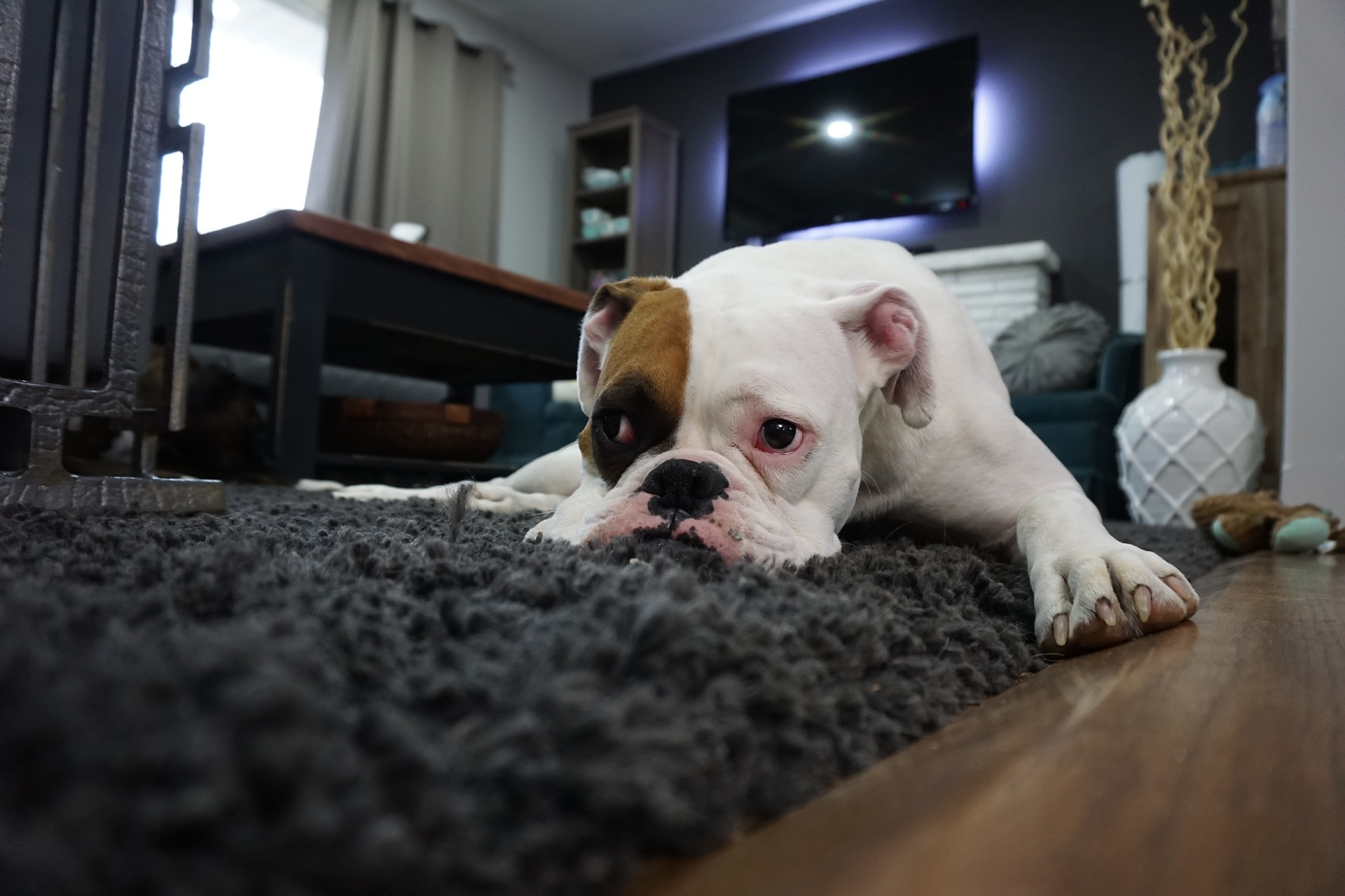 Boxer Dog Lazy Animal Boxer Dog Canine Home Pet